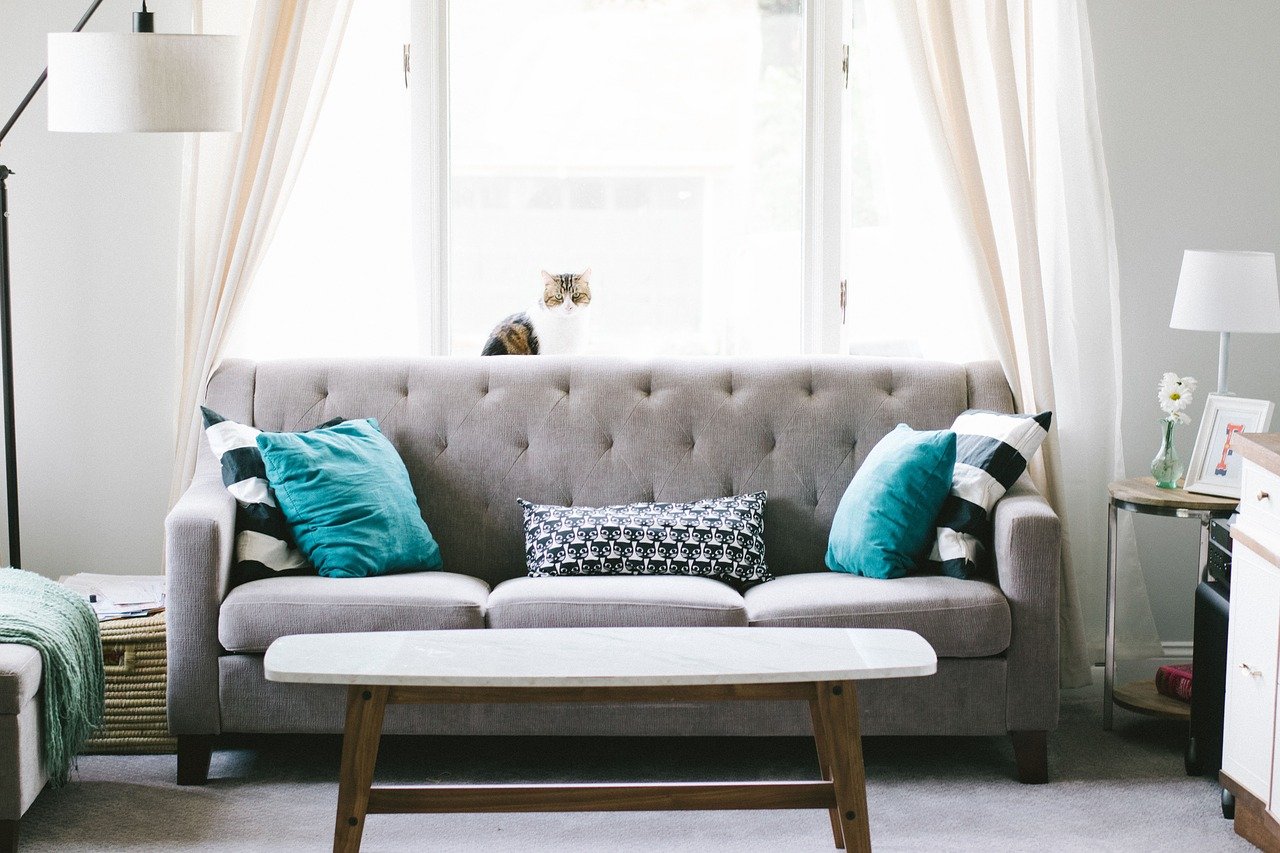 Modernes graues Sofa, bunte Kissen und Katze