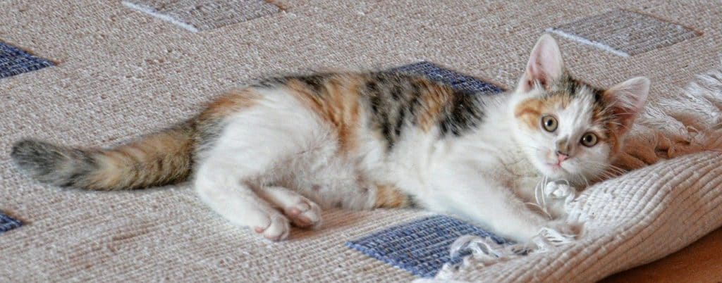Katze auf Teppich
