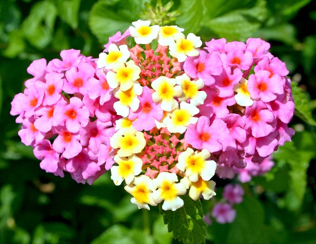 Prächtige Blüte der Lantana
