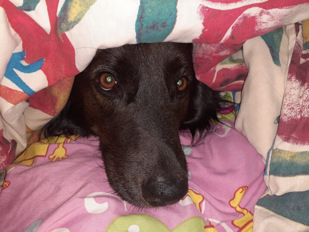 Bild eines schwarzen Hundes, der in Decken gehüllt ist
