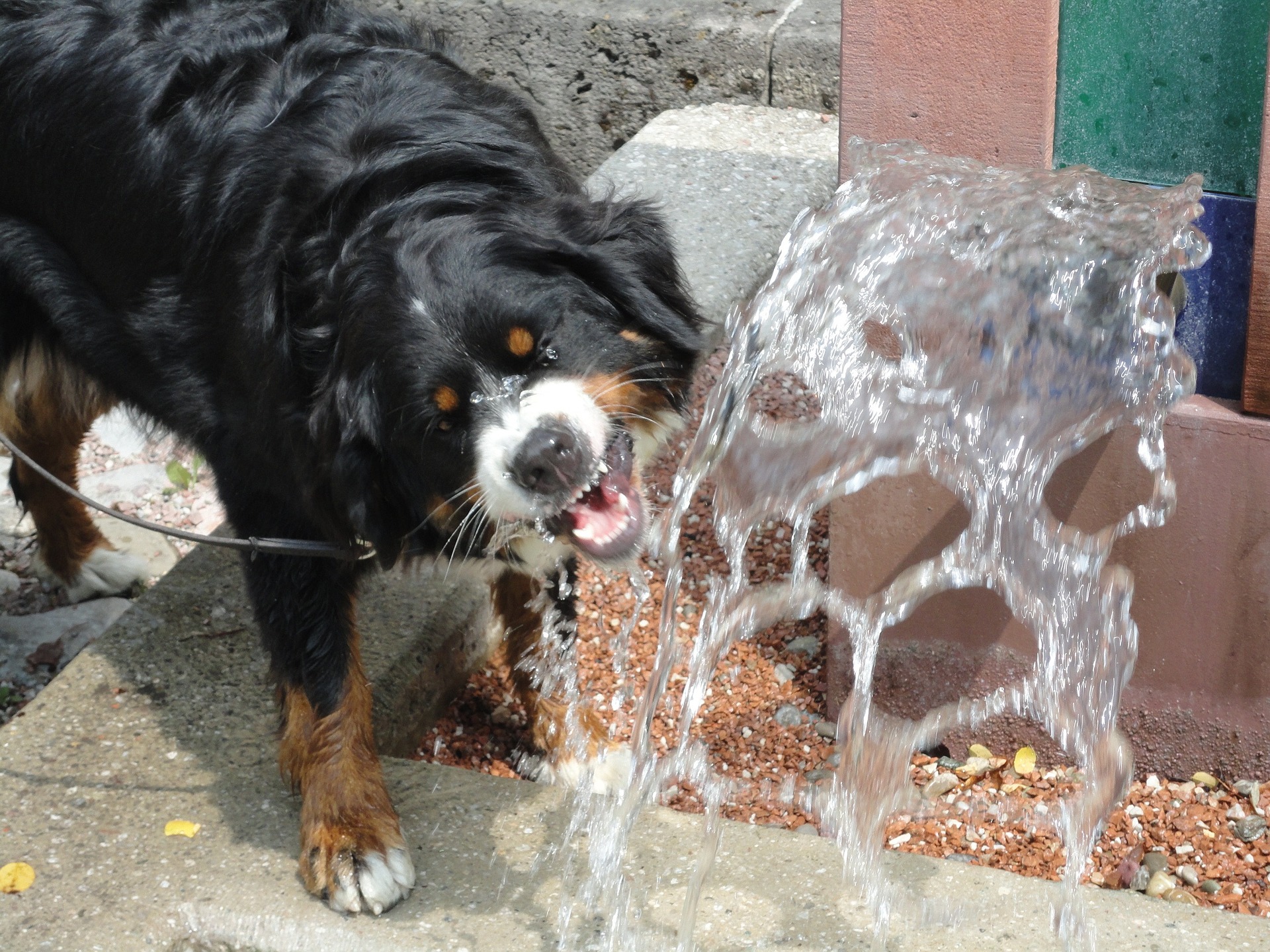 Bild eines Berner Sennenhundes, der aus einer Wasserfontäne trinkt