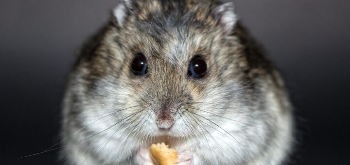 Brotkrümel essender, grauer Hamster