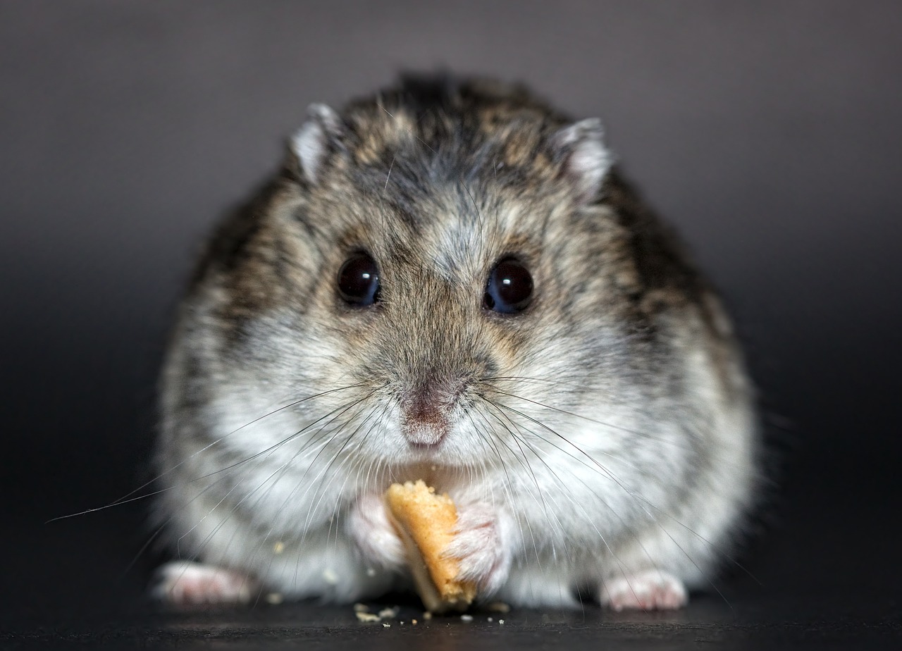 Brotkrümel essender, grauer Hamster