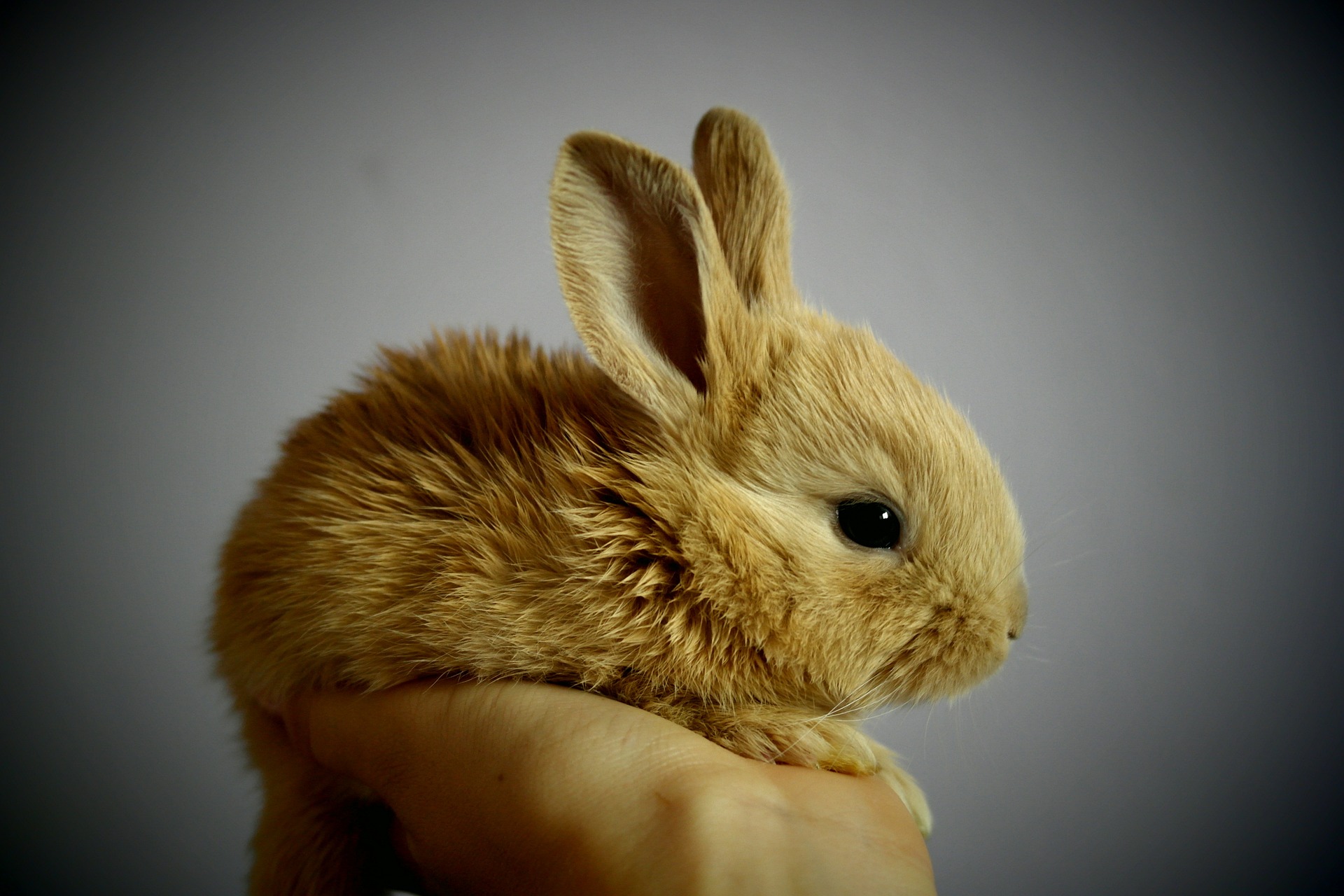 Kleines, braunes Baby-Kaninchen in Menschenhand