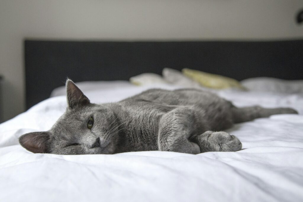 Graue, im Bett liegende Katze