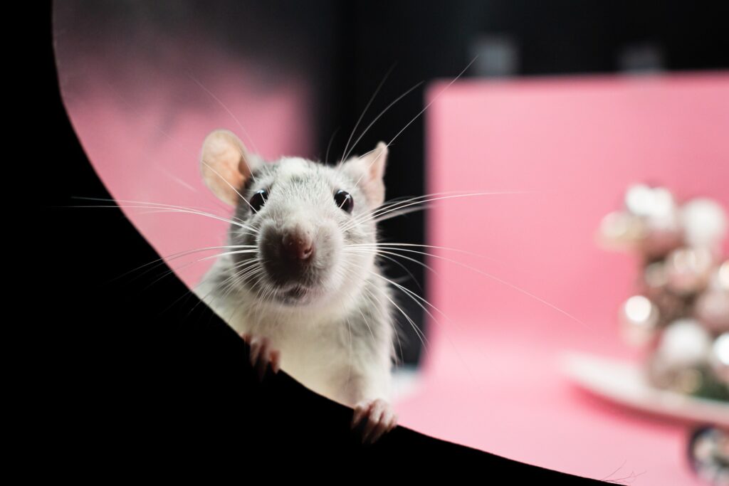 Vorderansicht einer Ratte, die in die Kamera blickt