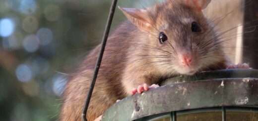 roof rat 961499 1280