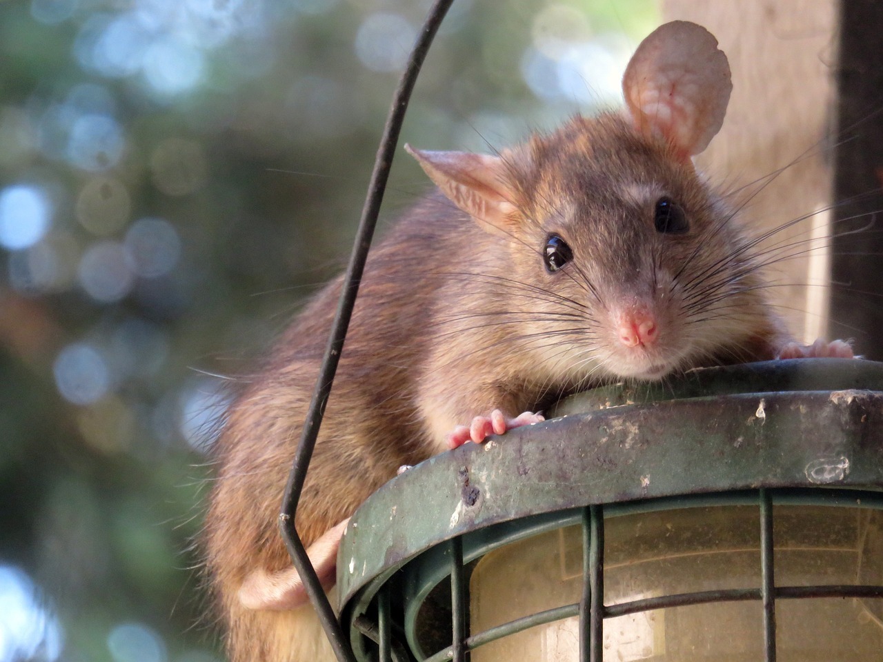roof rat 961499 1280