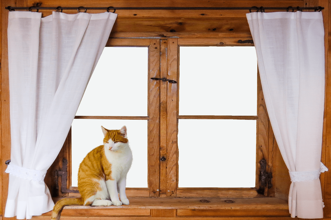 Katze vor rustikalem Fenster mit Vorhang