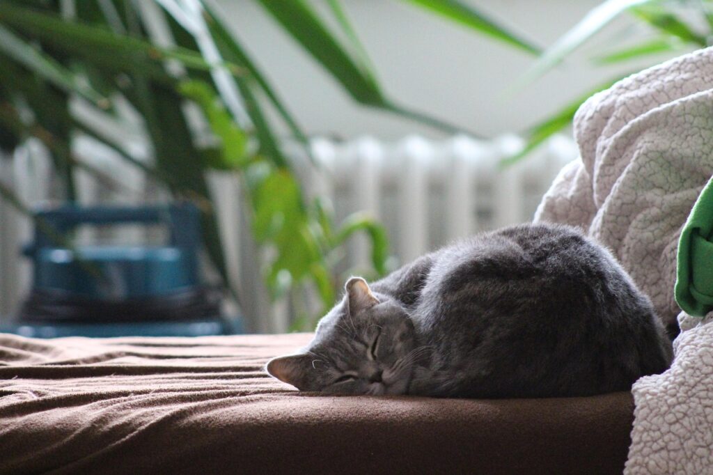 Katze kuschelt auf dem Sofa
