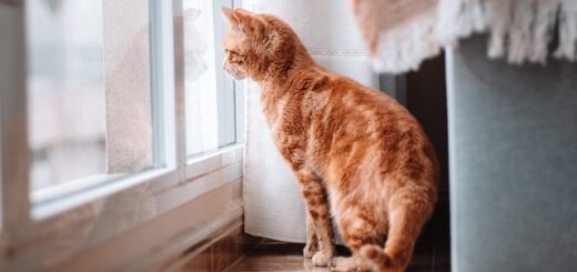Katze schaut aus dem Fenster