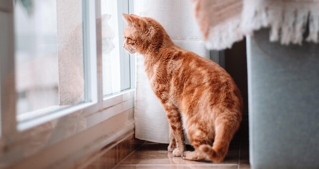 Katze schaut aus dem Fenster