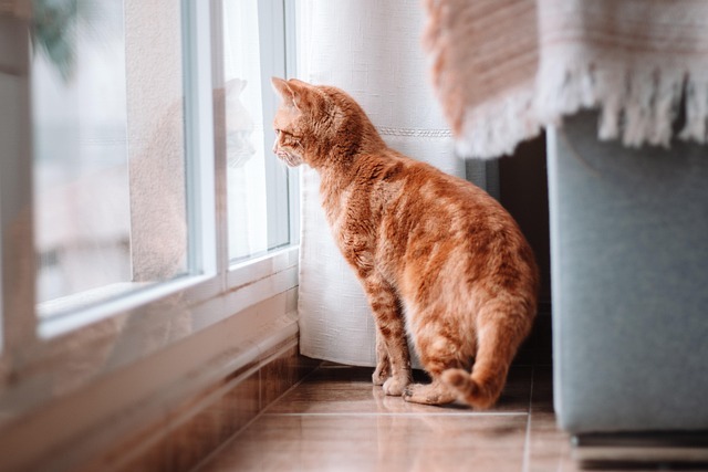 Katze schaut aus dem Fenster