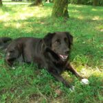 Silly's Hund: Akito