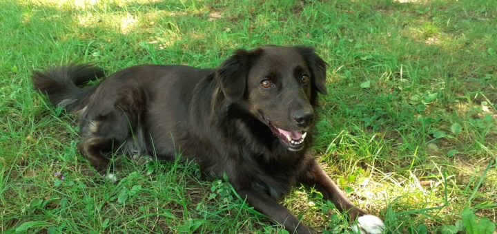 Silly's Hund: Akito
