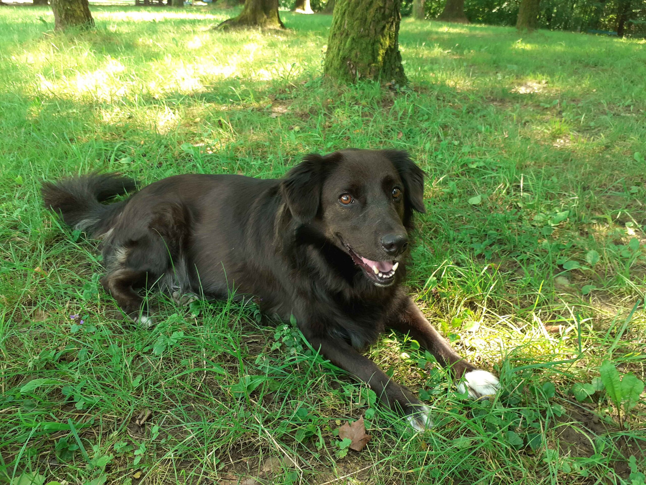 Silly's Hund: Akito